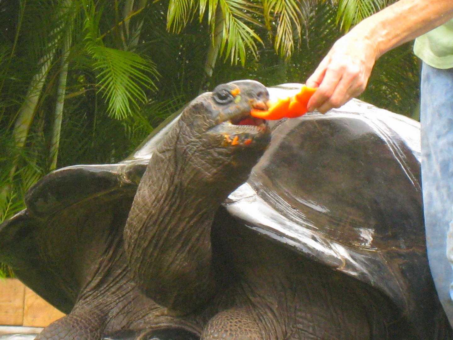 ALDABRA BREEDER