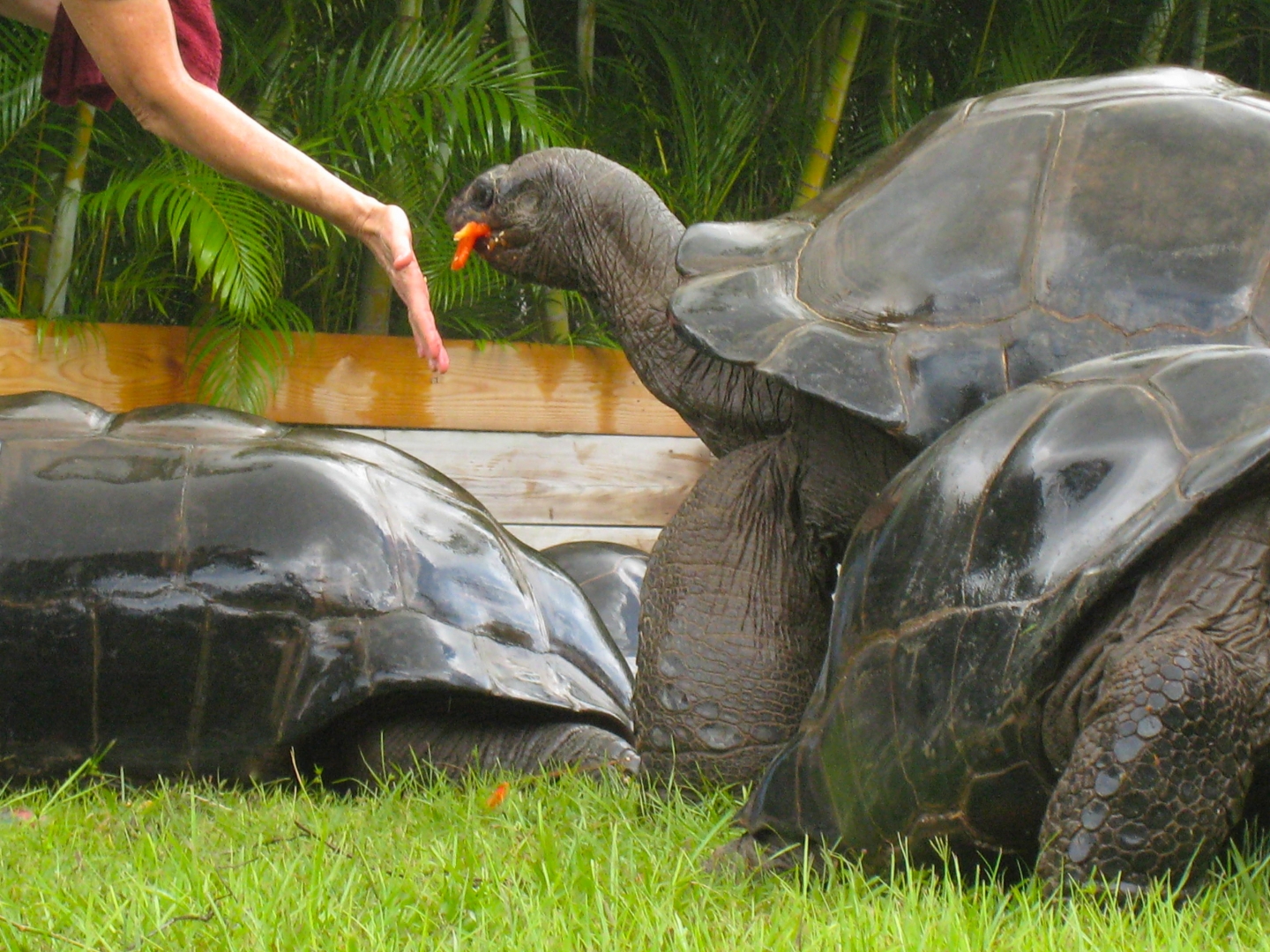 ALDABRA BREEDER