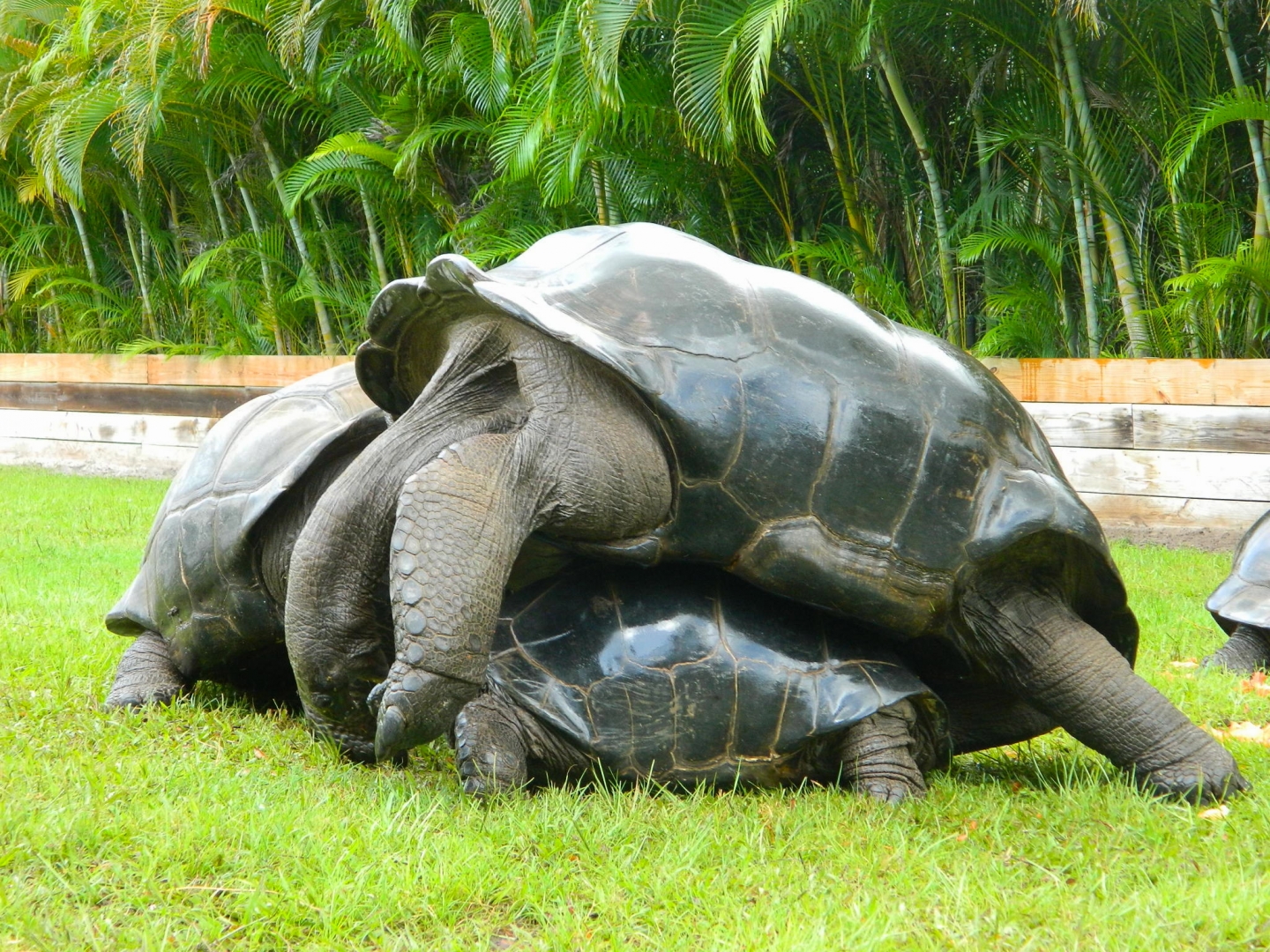 ALDABRA BREEDER