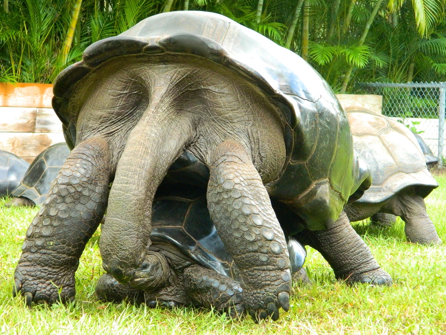 ALDABRA BREEDER