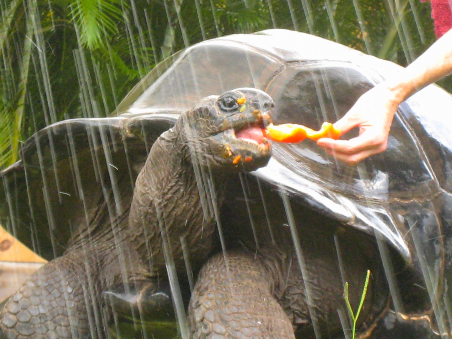 ALDABRA BREEDER