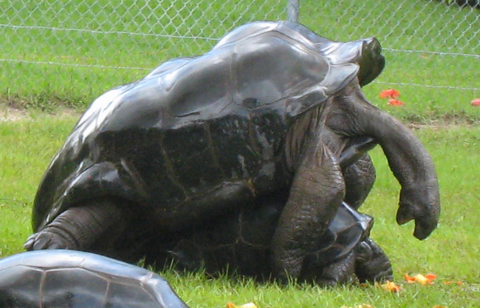 ALDABRA BREEDER