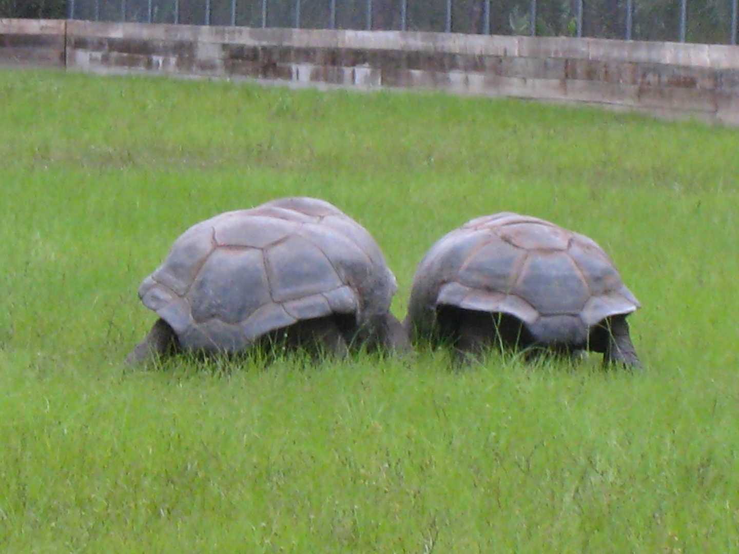 ALDABRA BREEDER