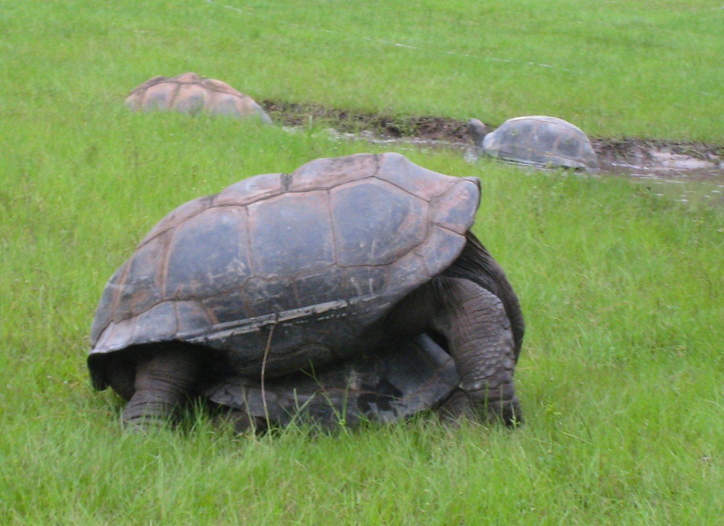 ALDABRA BREEDER