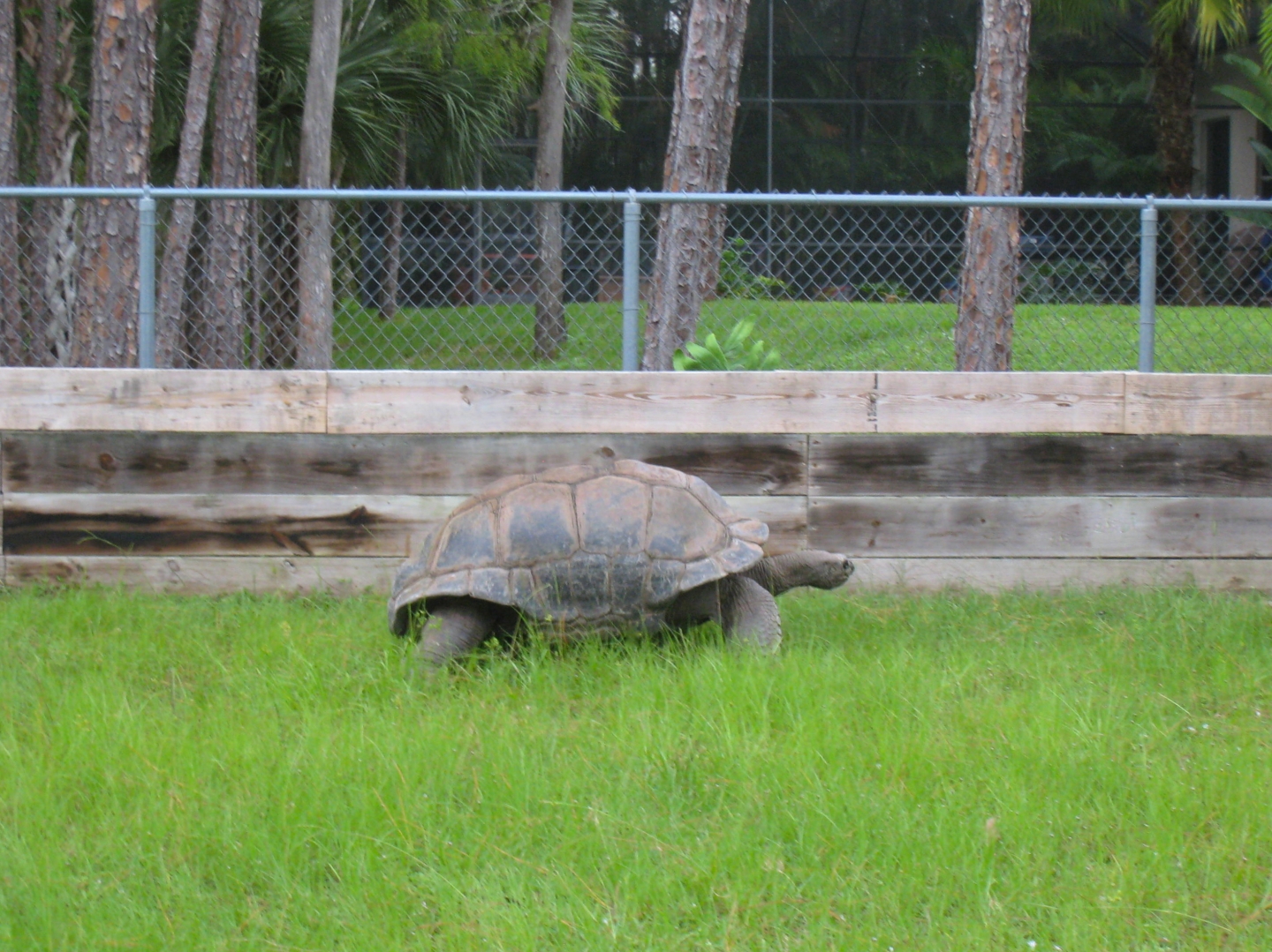 ALDABRA BREEDER
