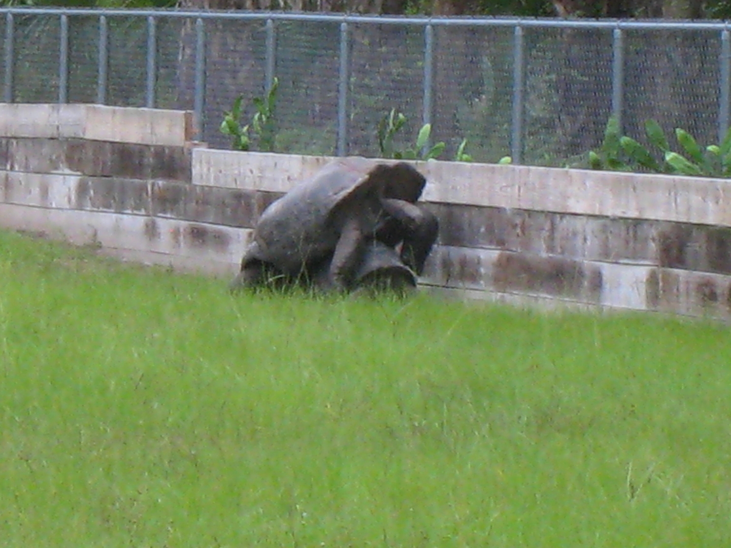 ALDABRA BREEDER