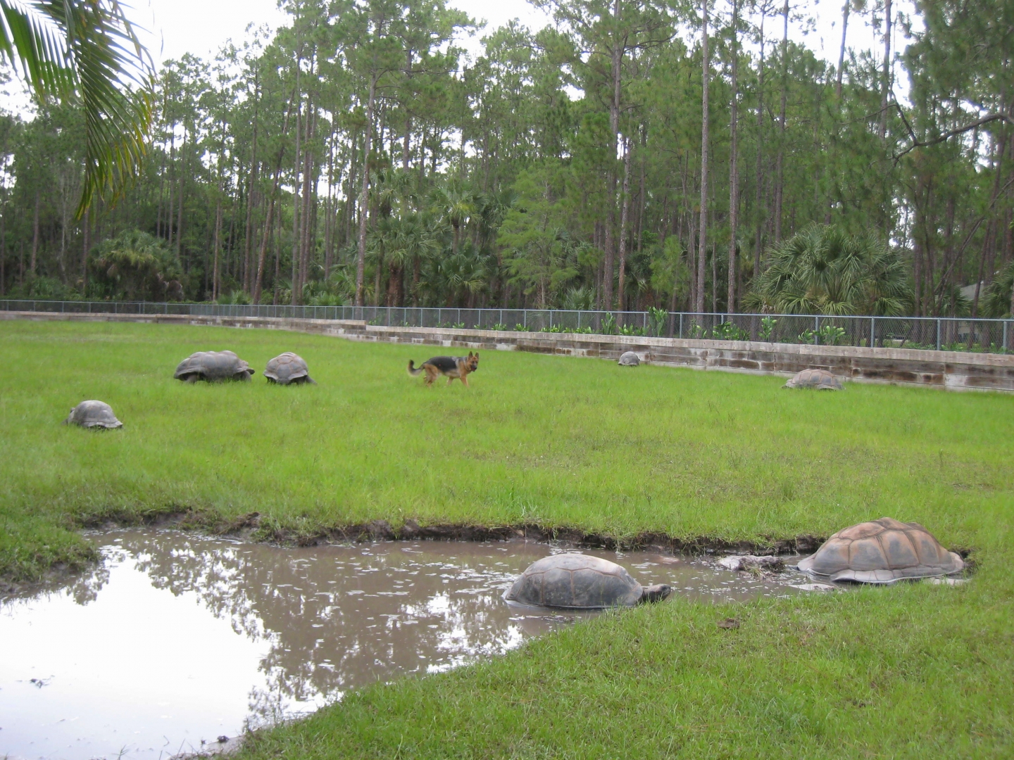 ALDABRA BREEDER