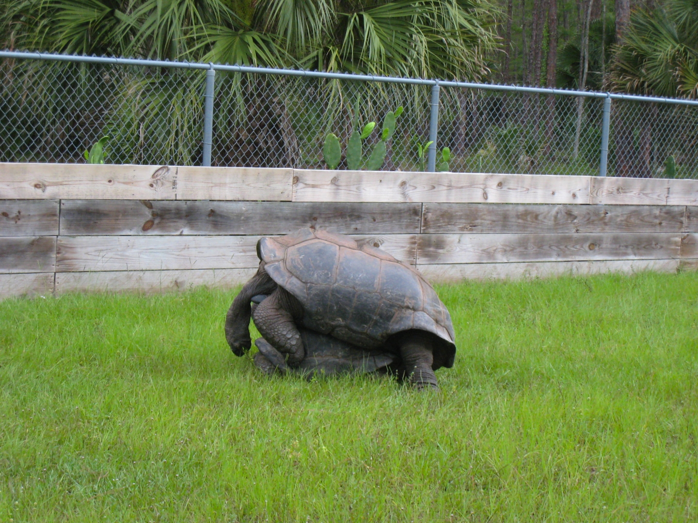 ALDABRA BREEDER