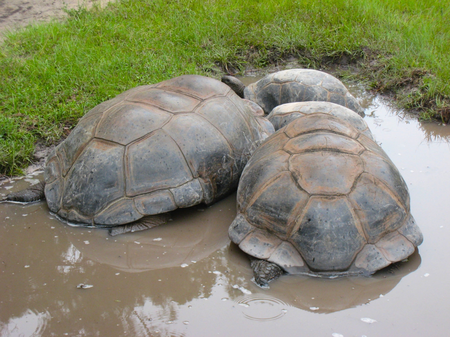 ALDABRA BREEDER