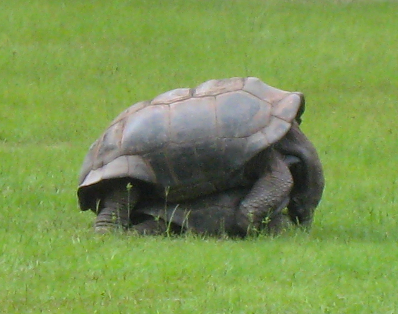 ALDABRA BREEDER