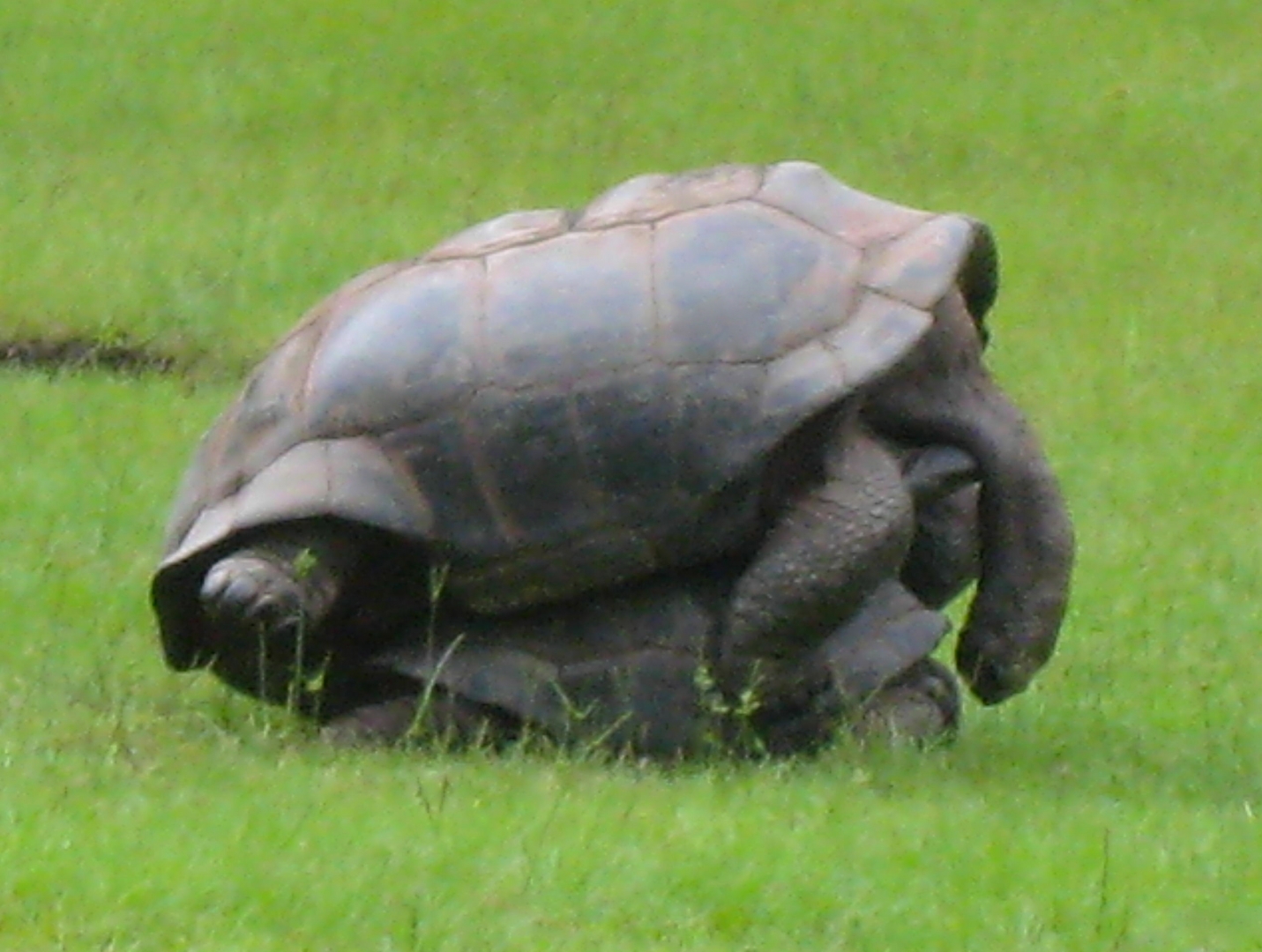 ALDABRA BREEDER