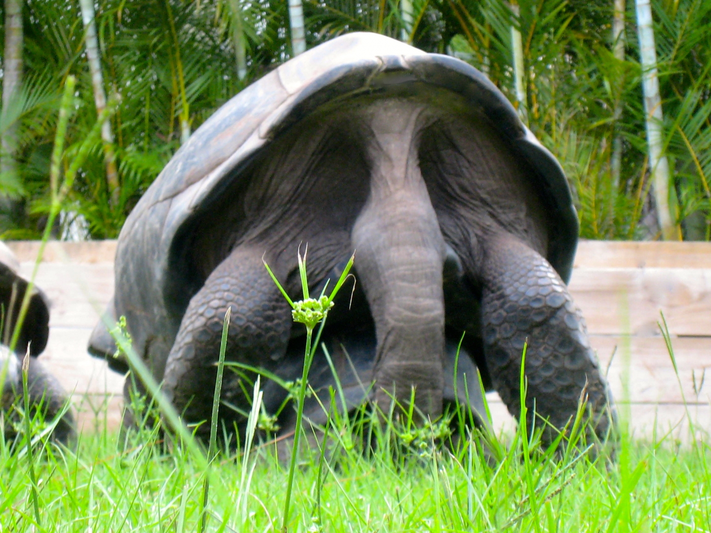 ALDABRA BREEDER