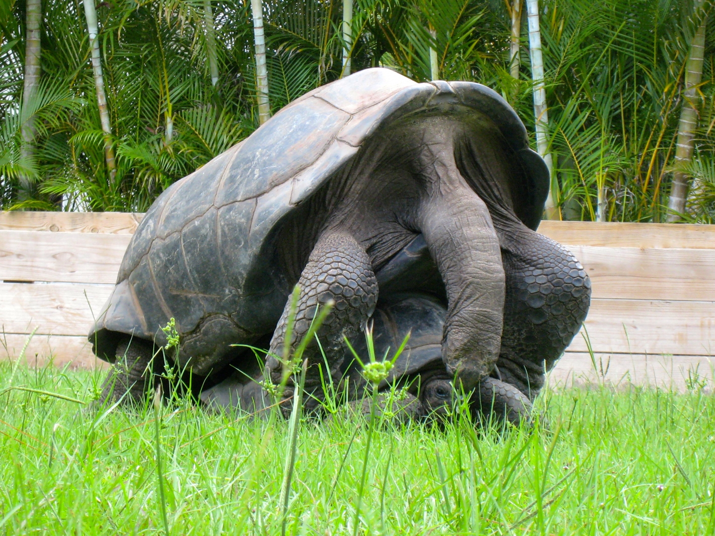 ALDABRA BREEDER
