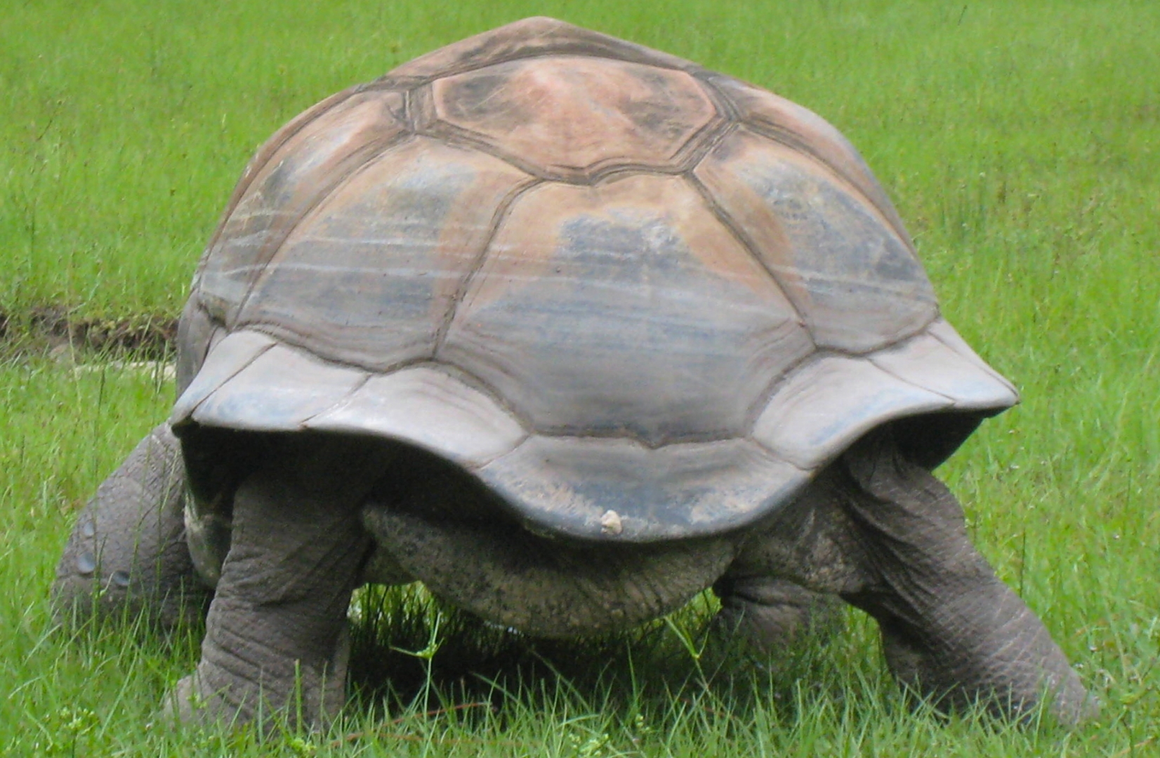 ALDABRA BREEDER