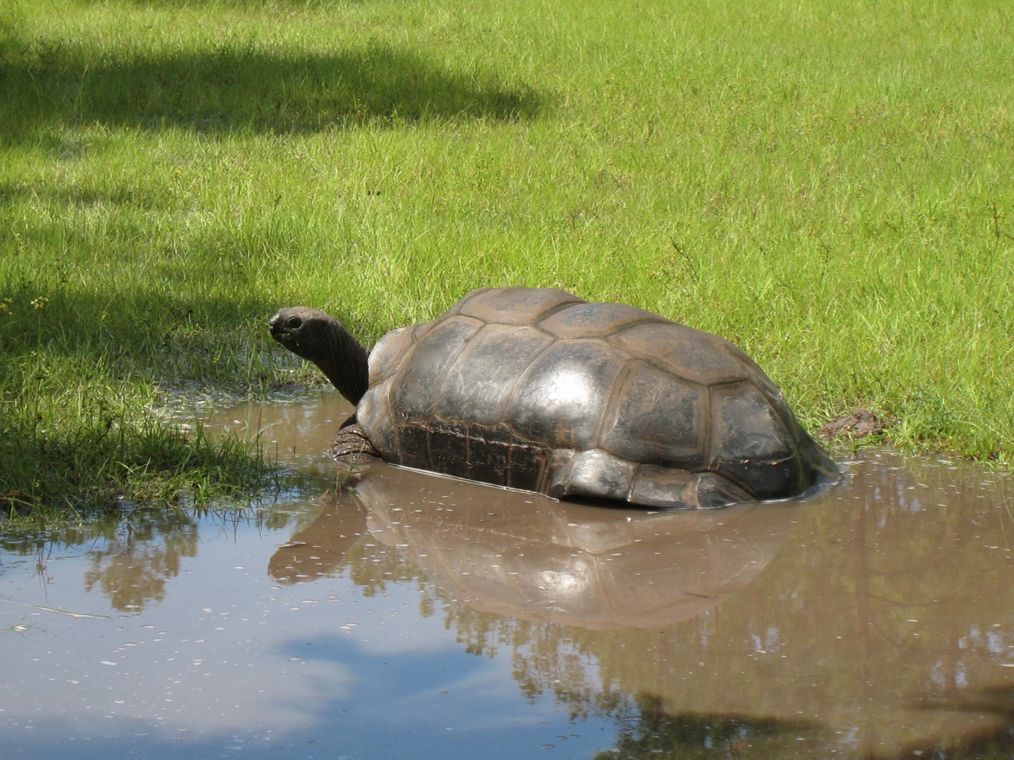 ALDABRA BREEDER