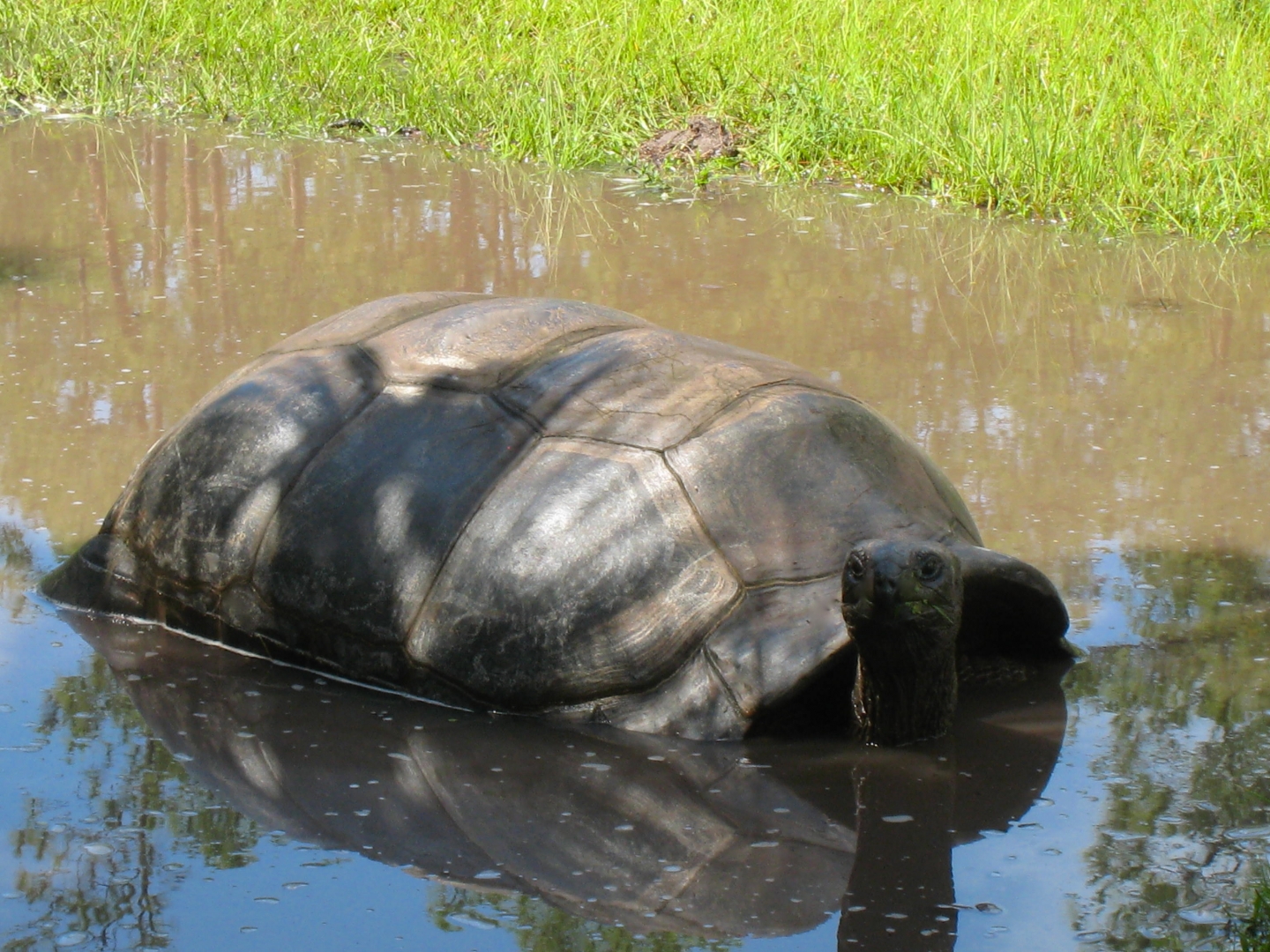 ALDABRA BREEDER
