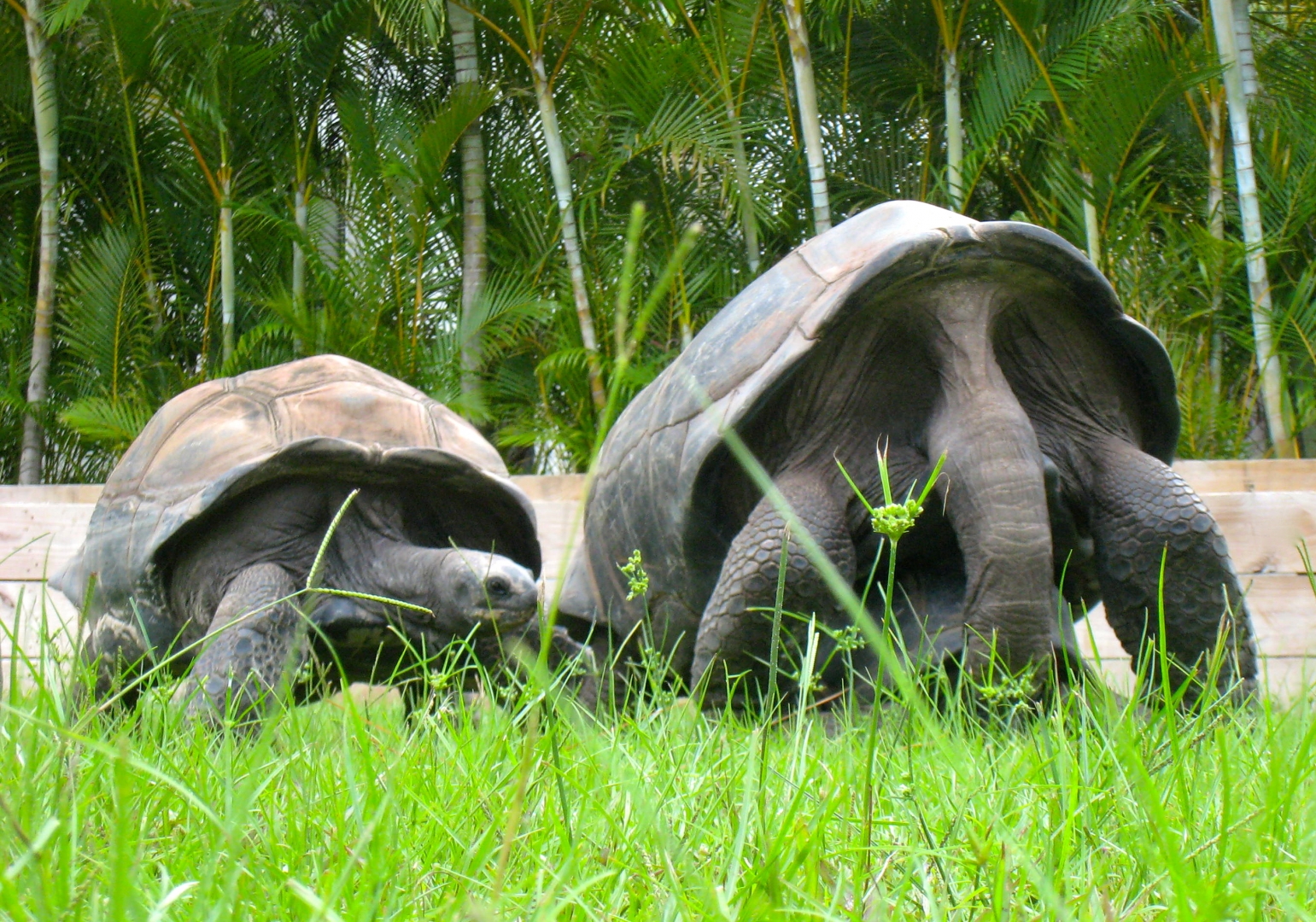 ALDABRA BREEDER