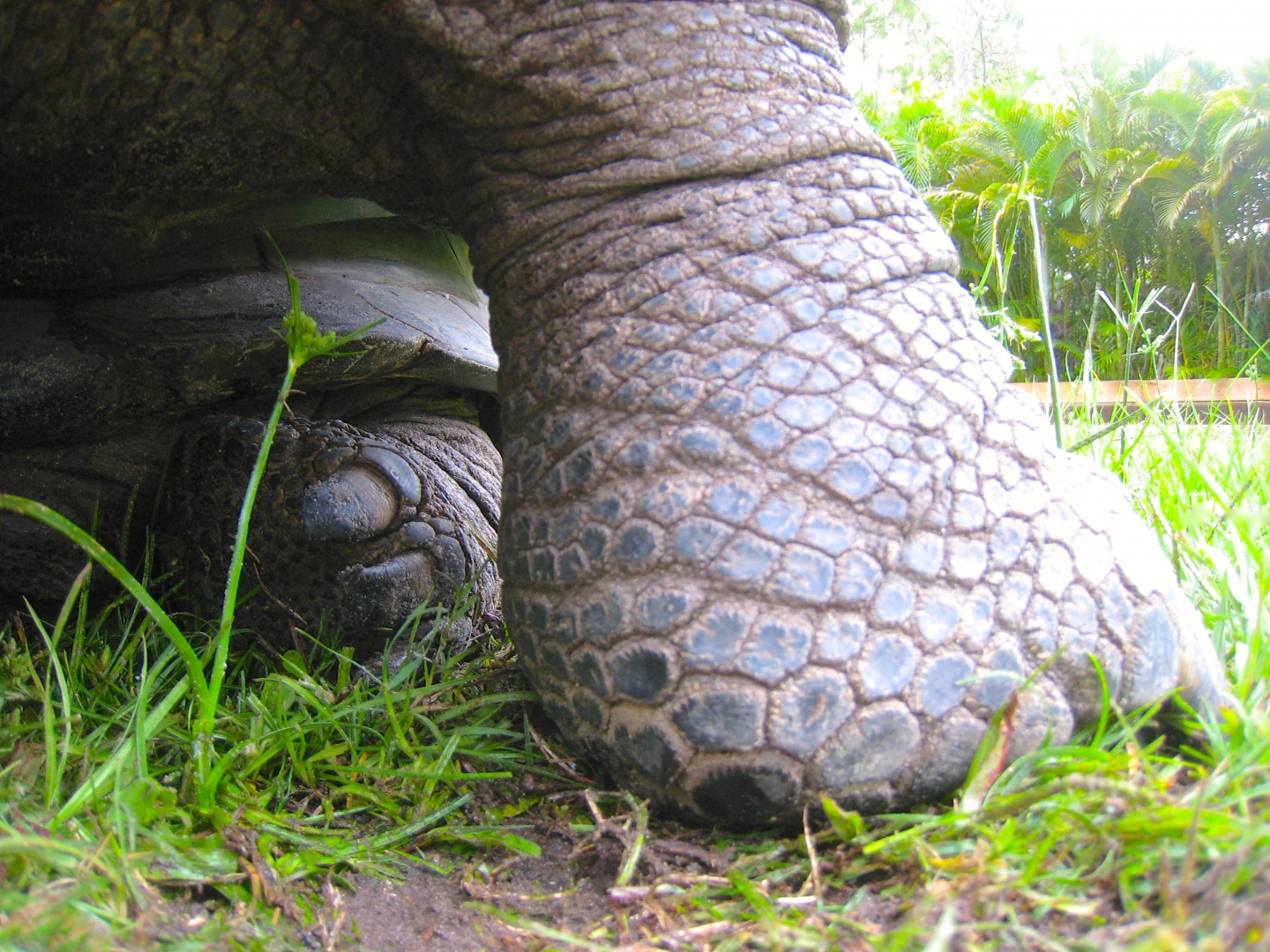 ALDABRA BREEDER