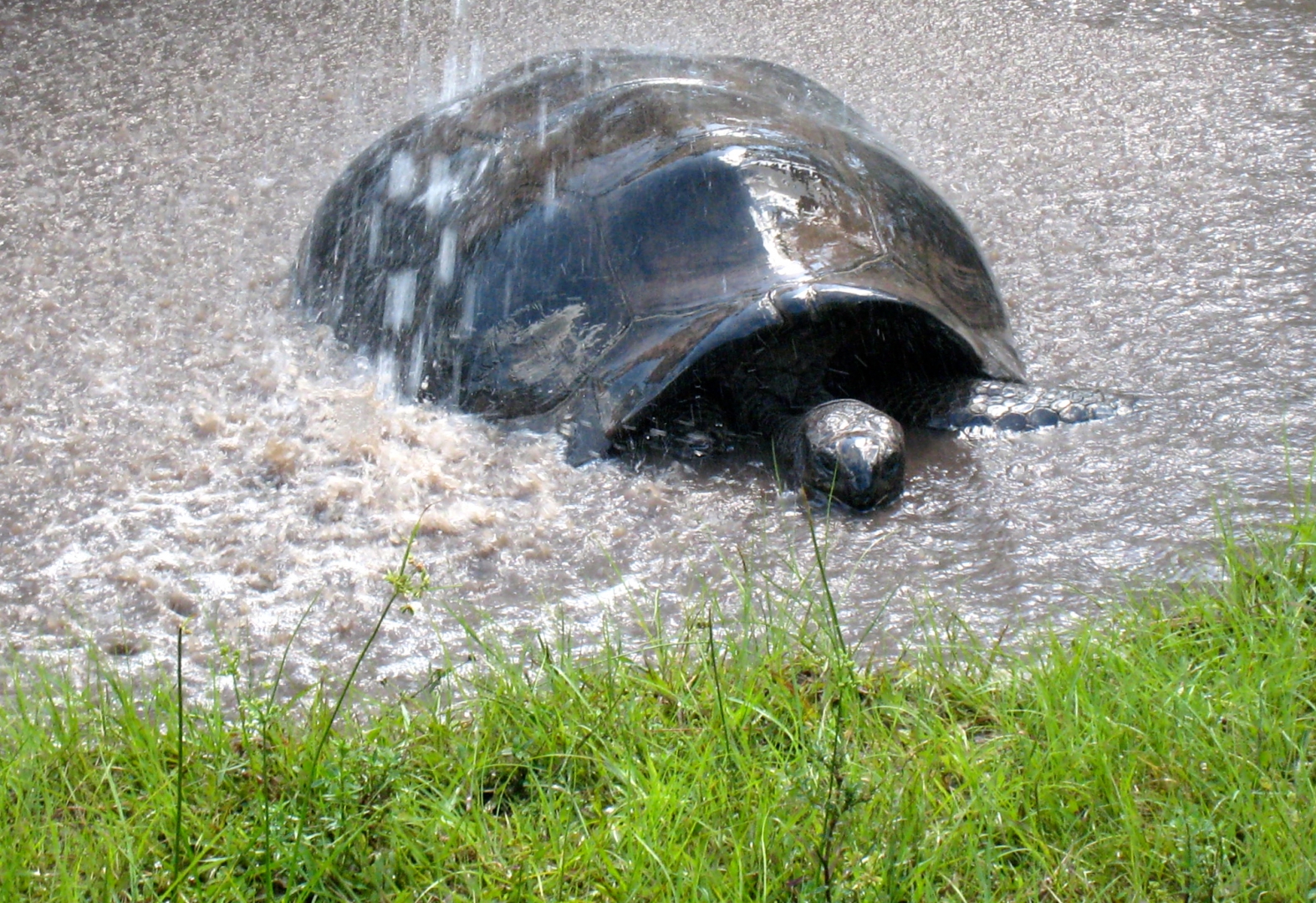 ALDABRA BREEDER
