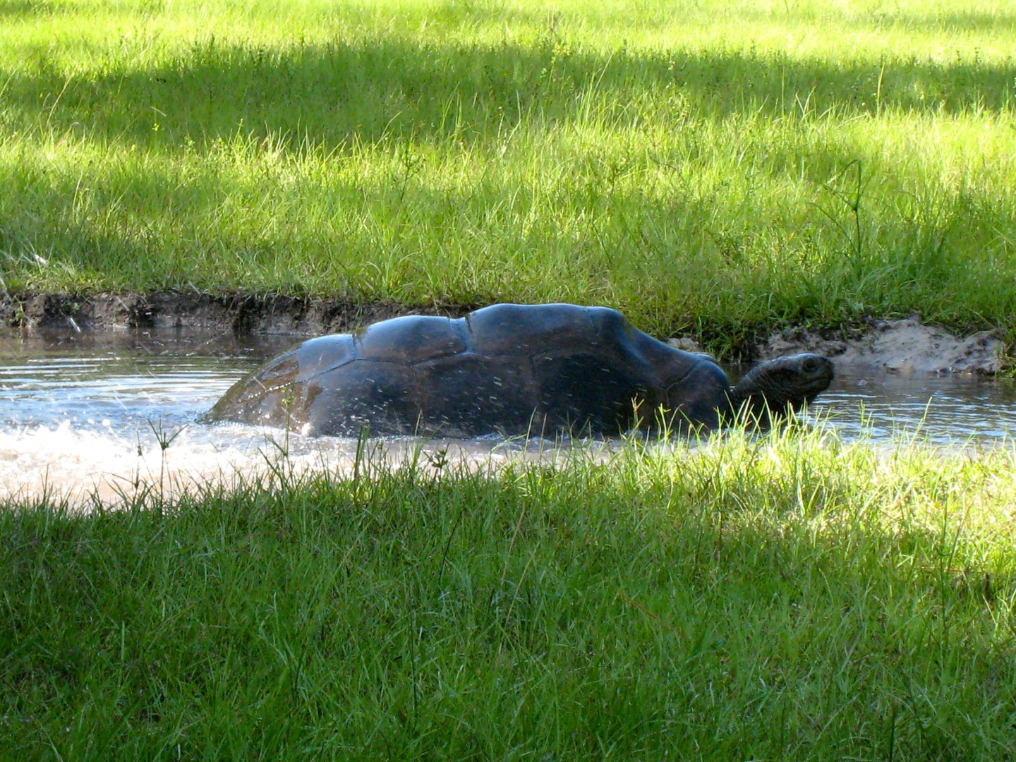 ALDABRA BREEDER