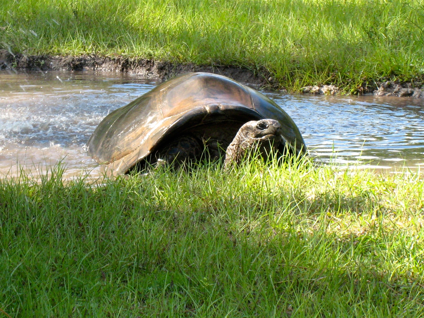 ALDABRA BREEDER