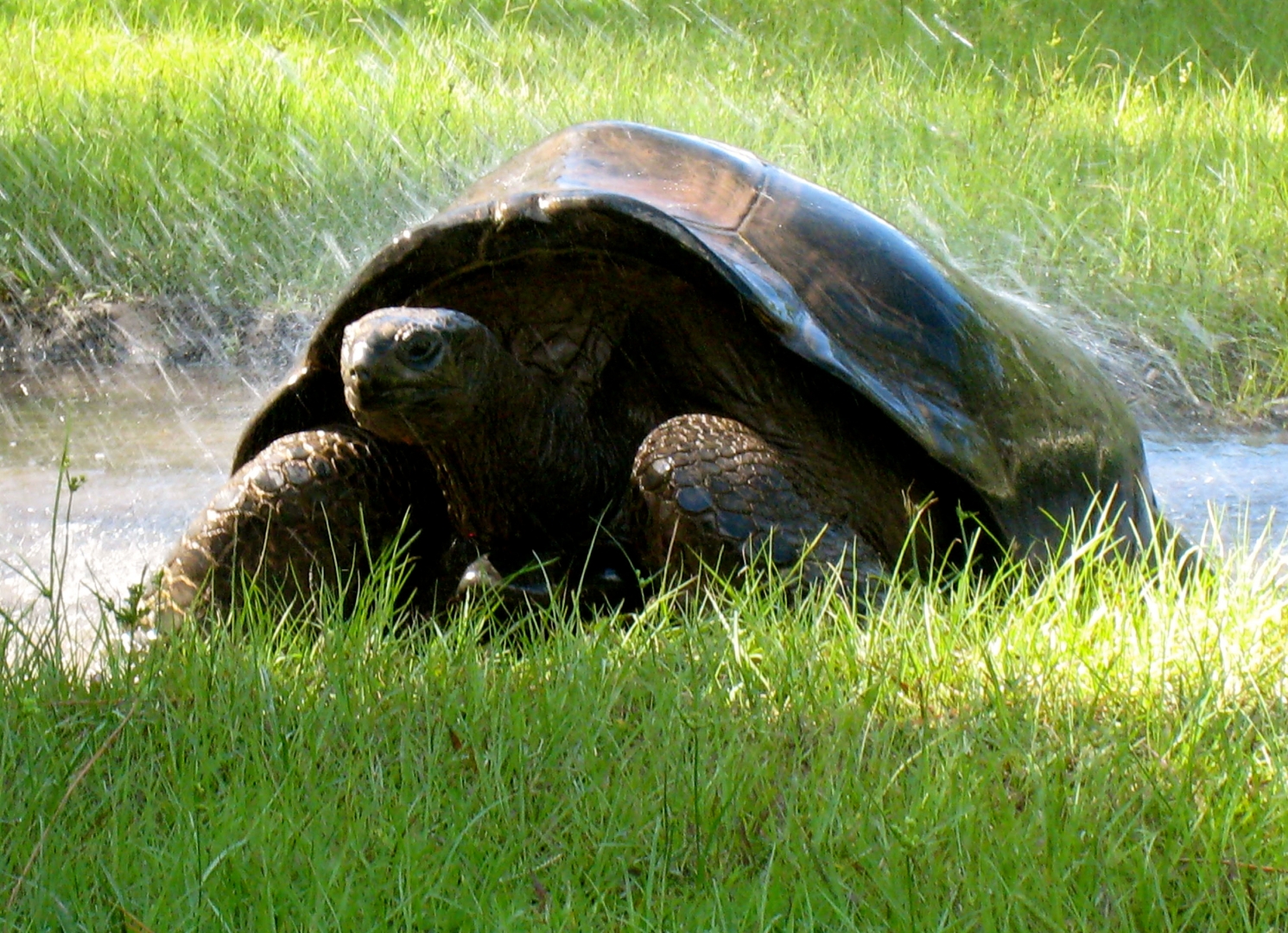 ALDABRA BREEDER