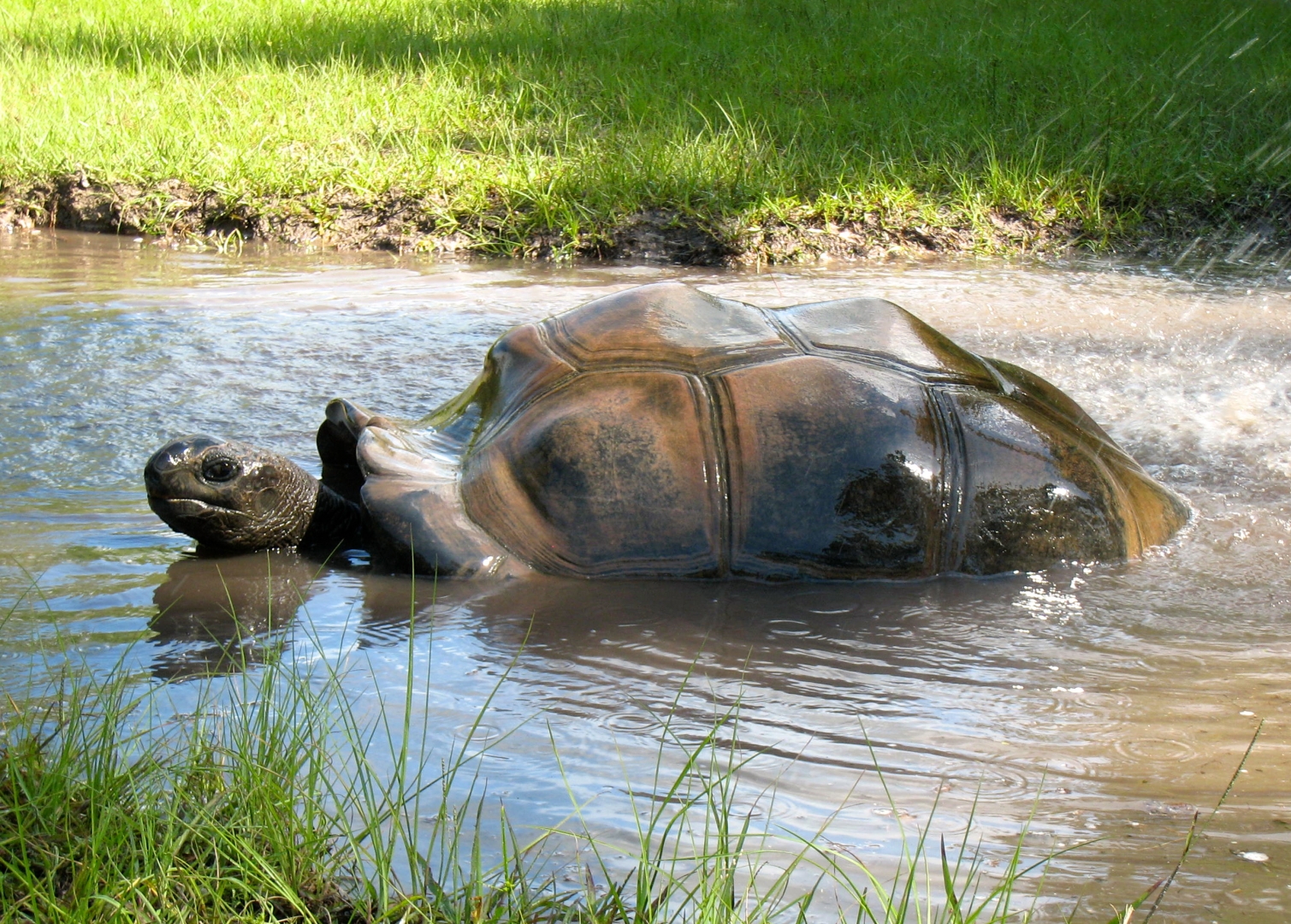 ALDABRA BREEDER