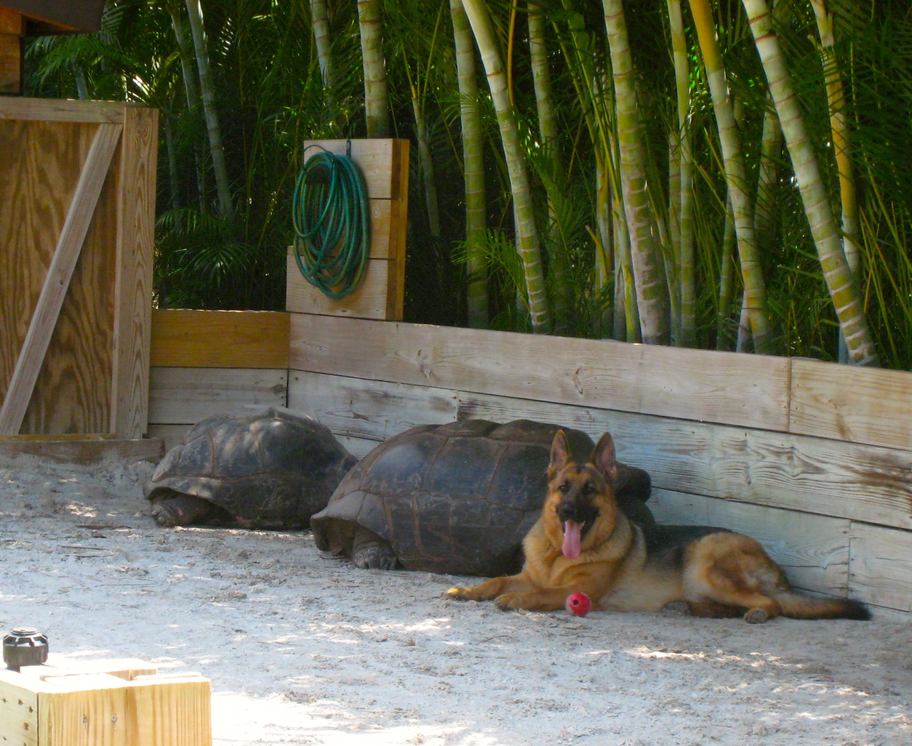 ALDABRA BREEDER
