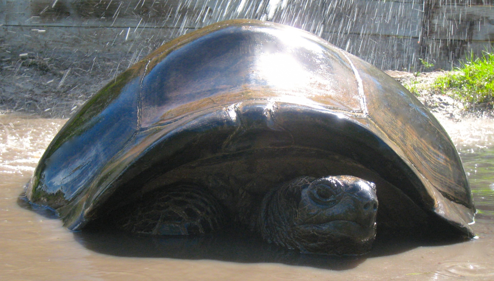 ALDABRA BREEDER
