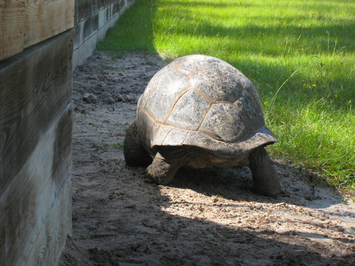 ALDABRA BREEDER
