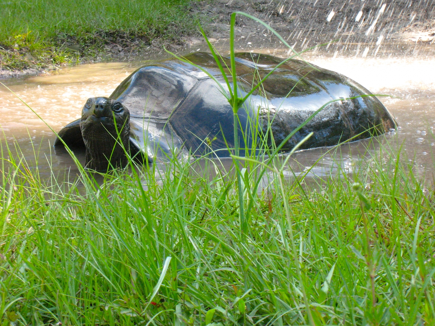 ALDABRA BREEDER