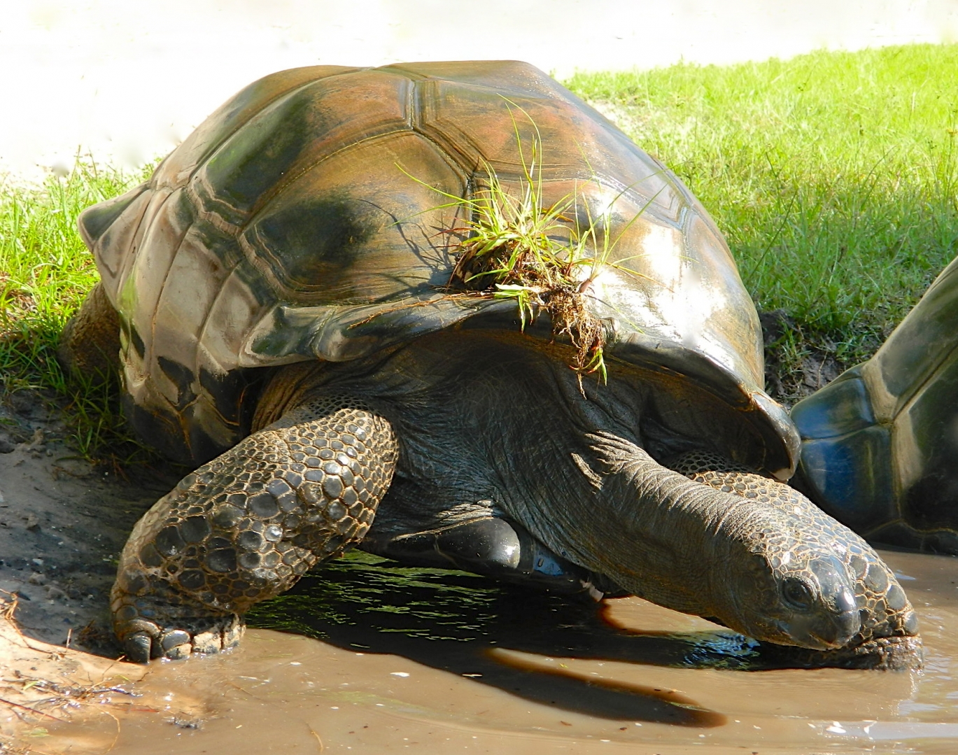 ALDABRA BREEDER