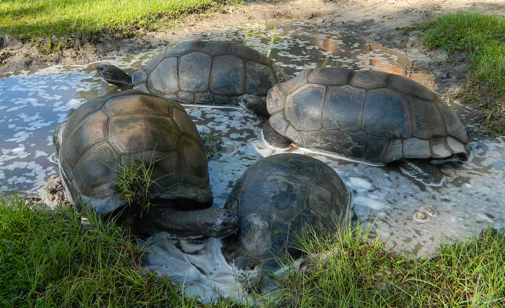 ALDABRA BREEDER