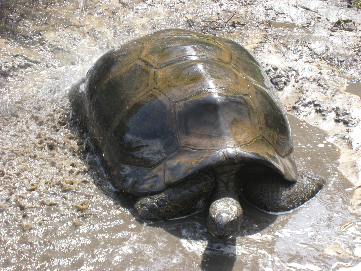 ALDABRA BREEDER