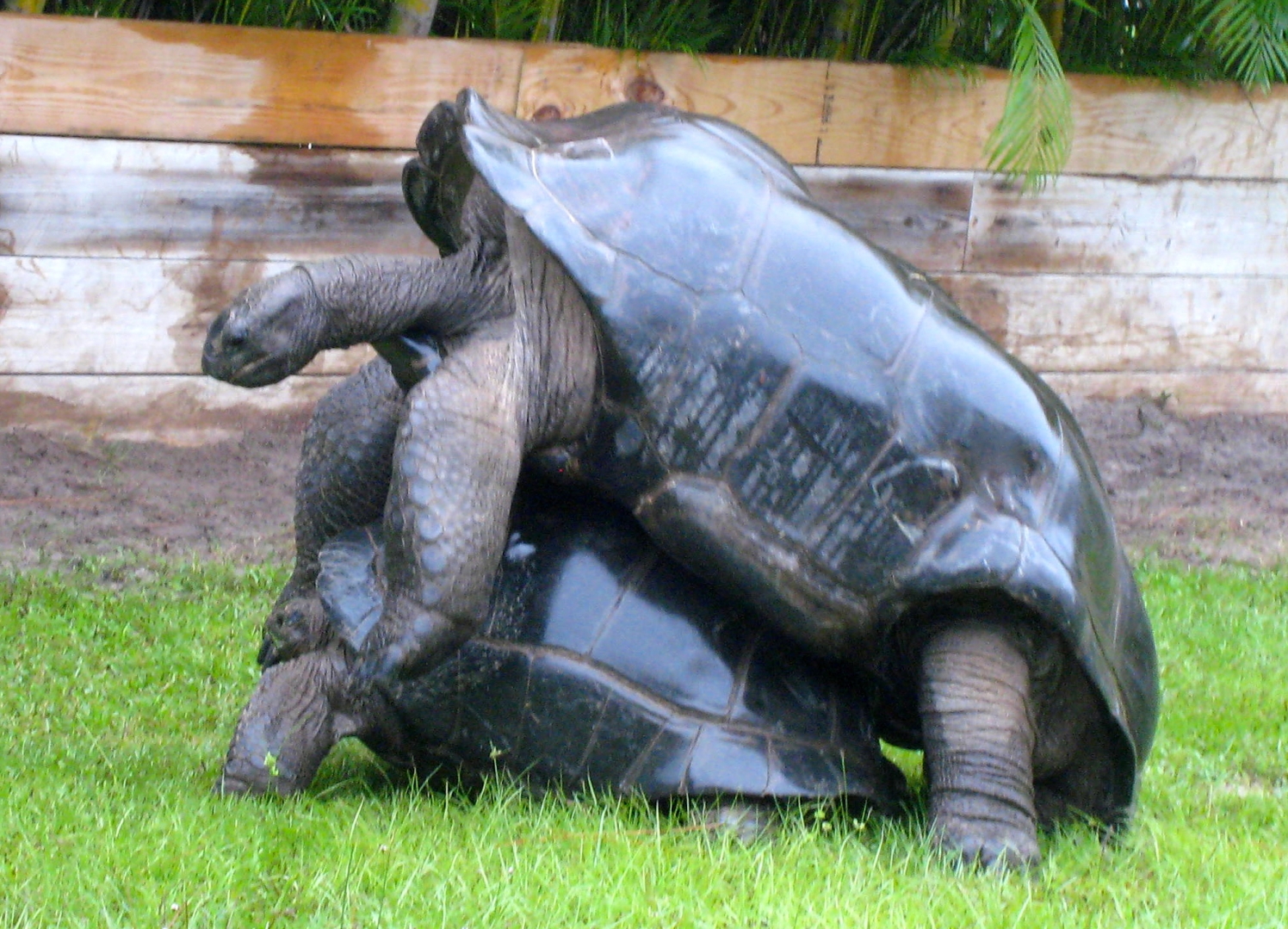 ALDABRA BREEDER