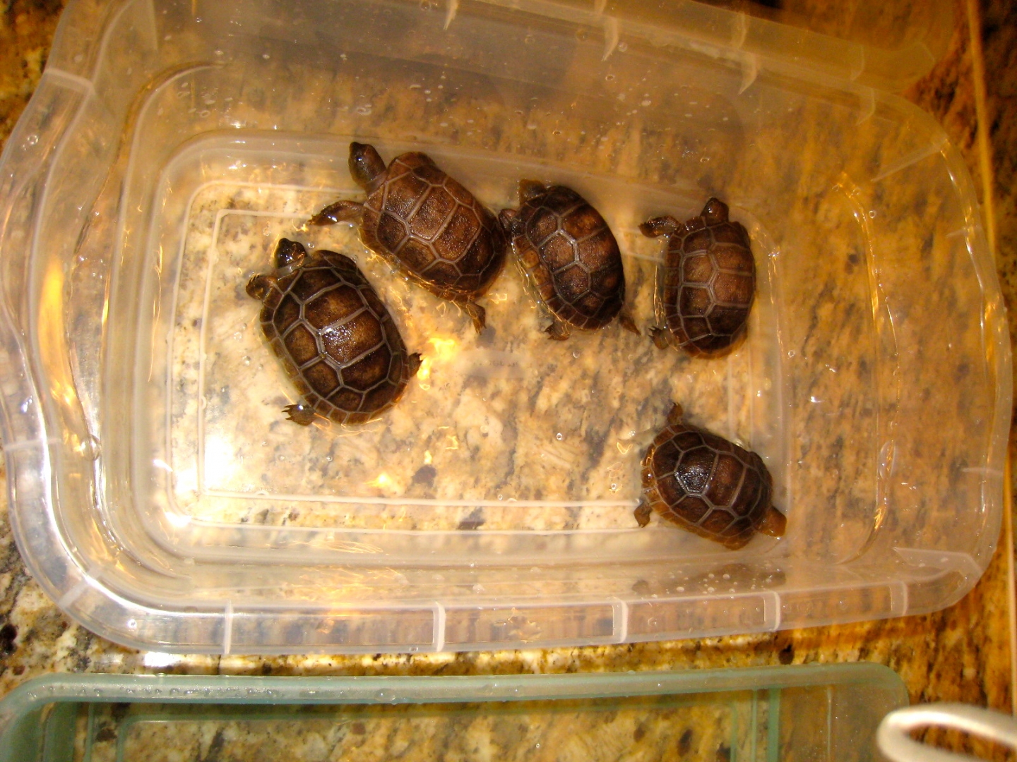 ALDABRA BREEDER