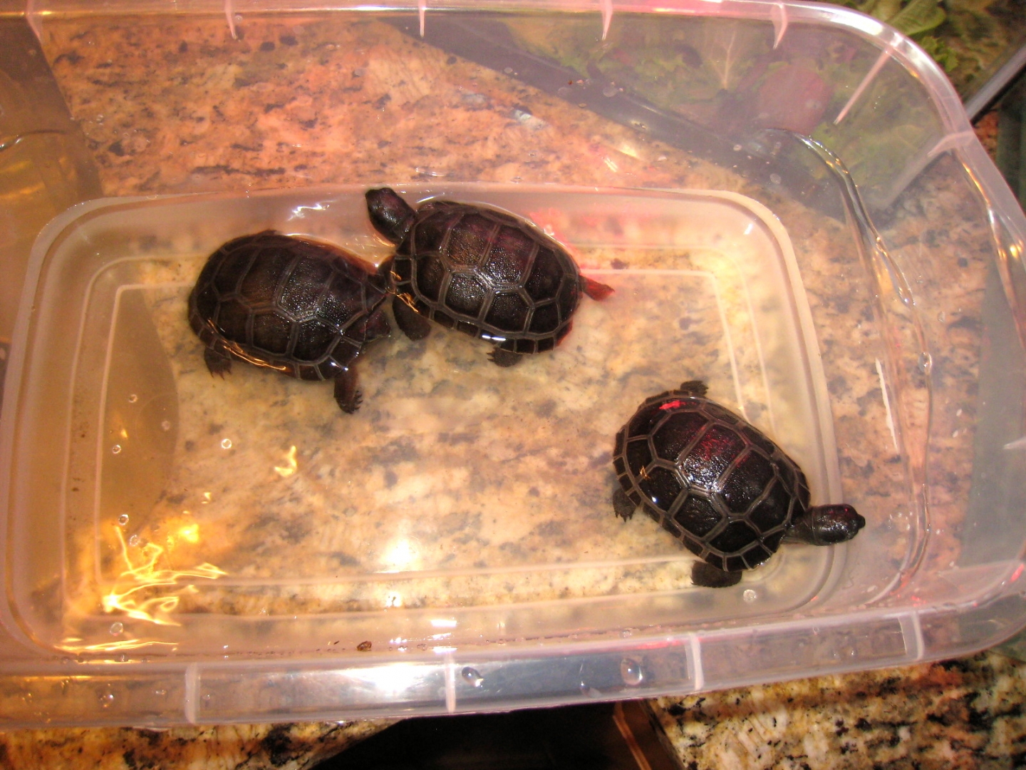 ALDABRA BREEDER