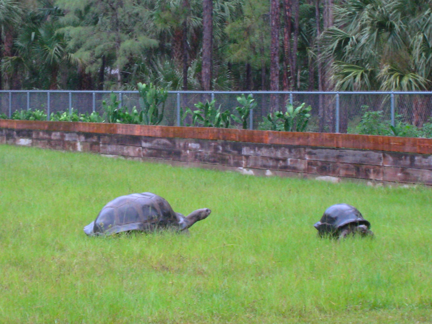 ALDABRA BREEDER