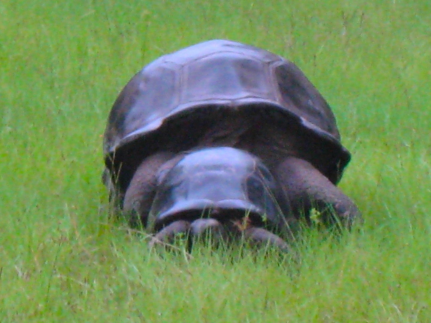 ALDABRA BREEDER