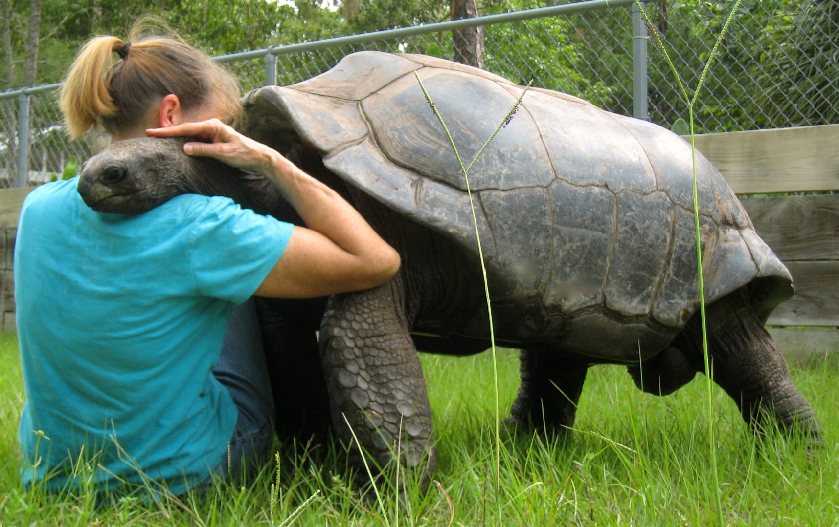 ALDABRA BREEDER