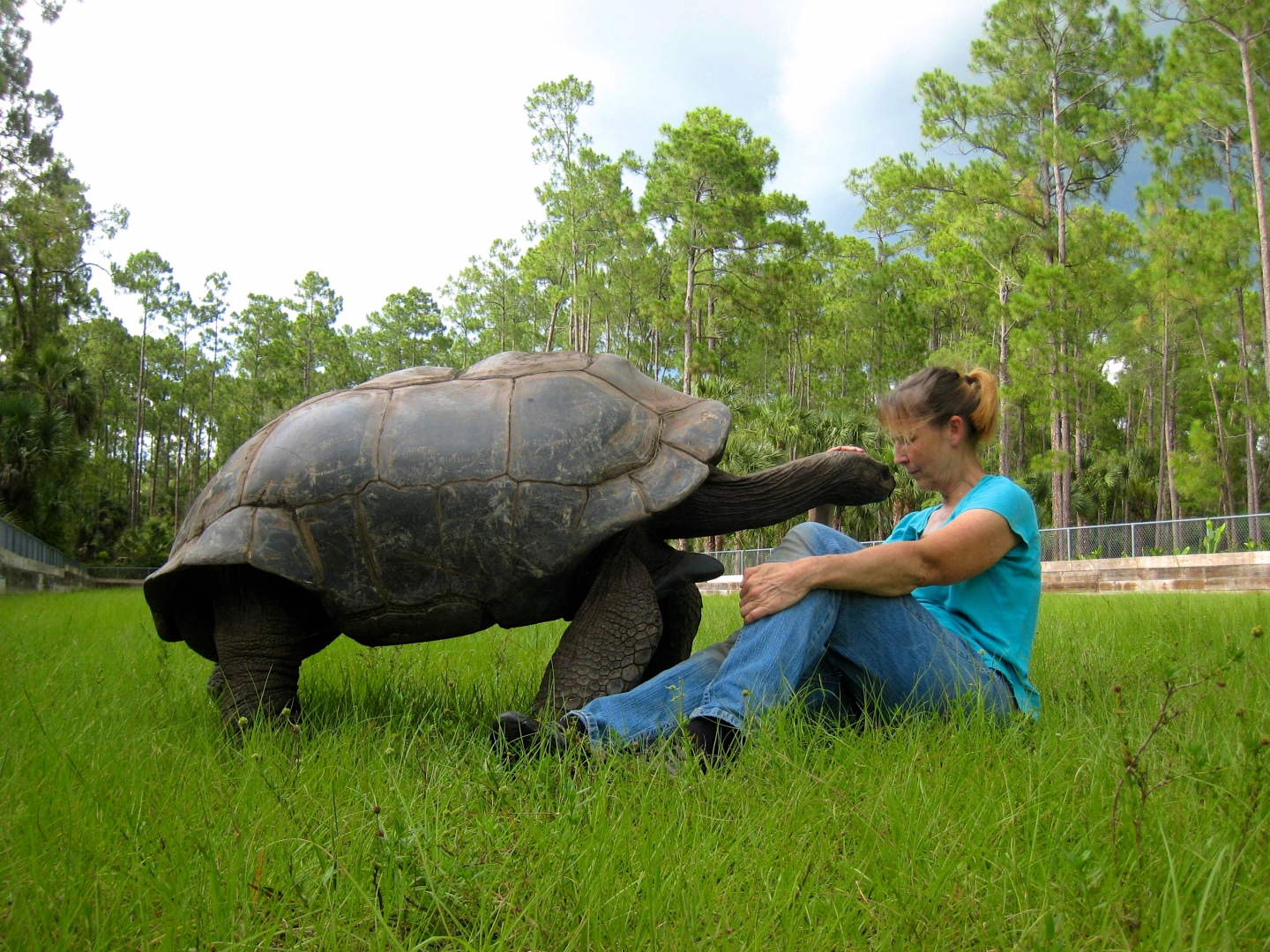 ALDABRA BREEDER