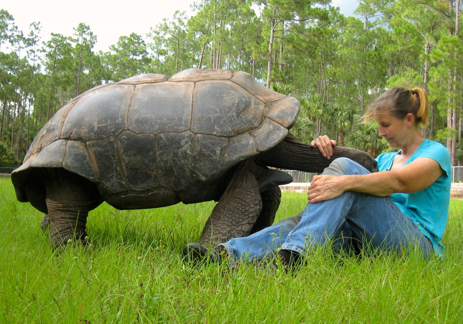 ALDABRA BREEDER