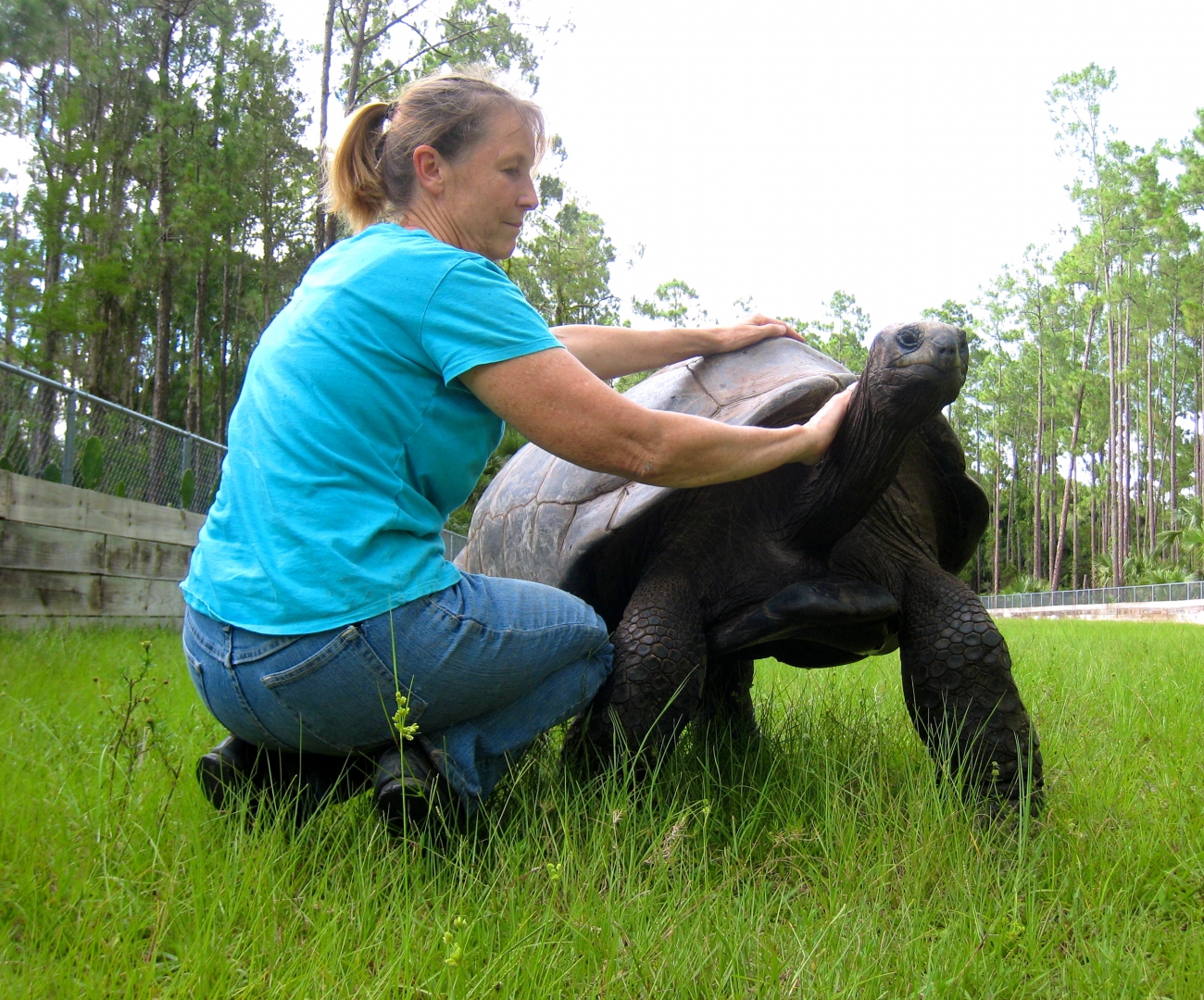 ALDABRA BREEDER