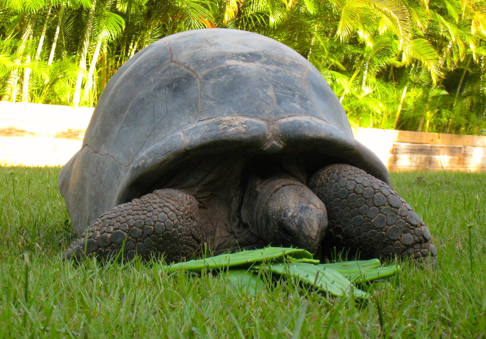 ALDABRA BREEDER