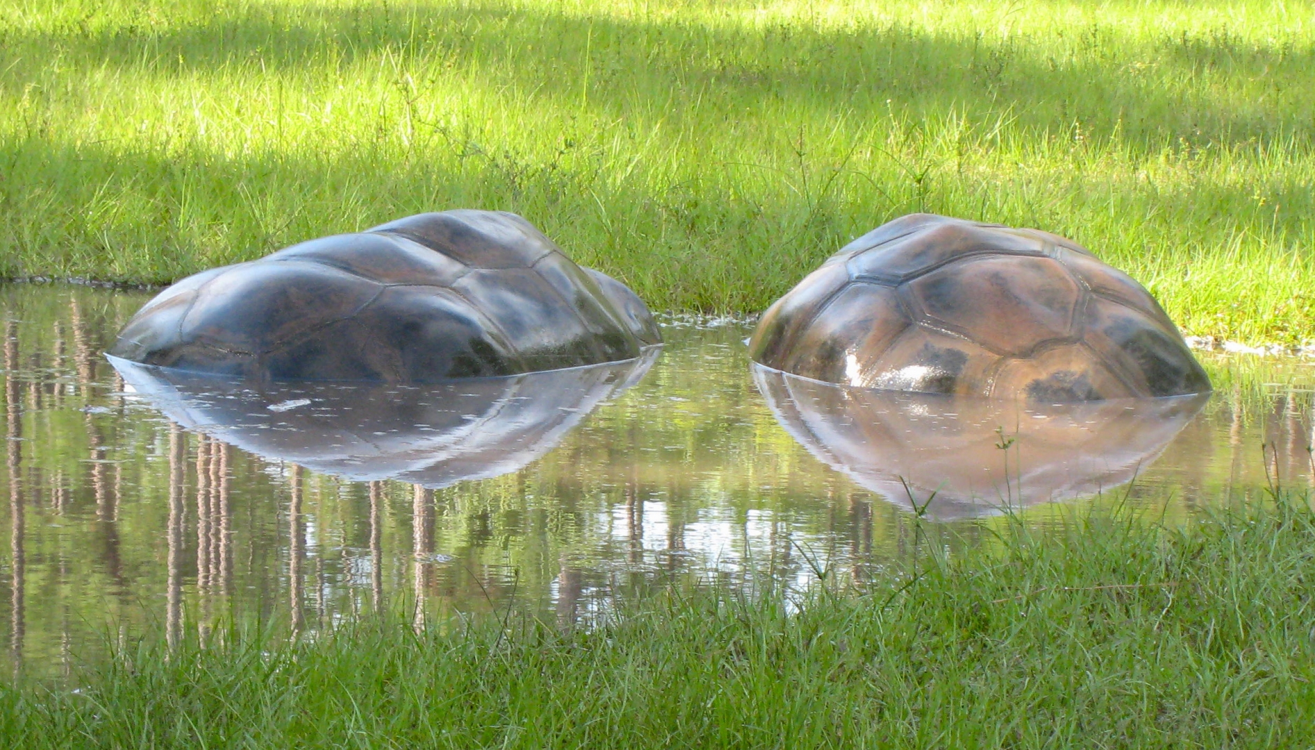 ALDABRA BREEDER