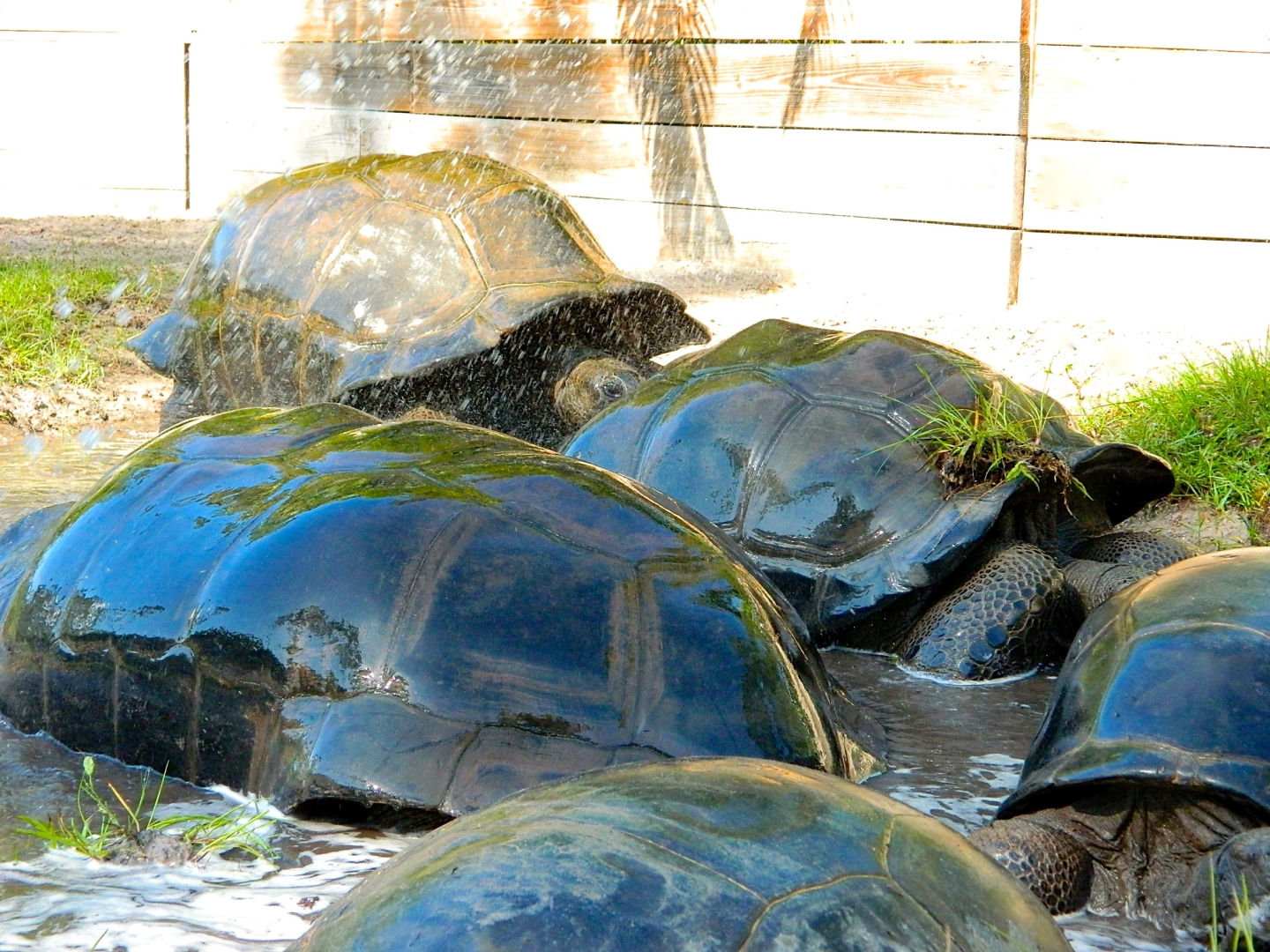 ALDABRA BREEDER