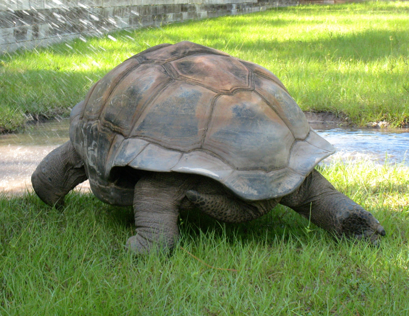 ALDABRA BREEDER