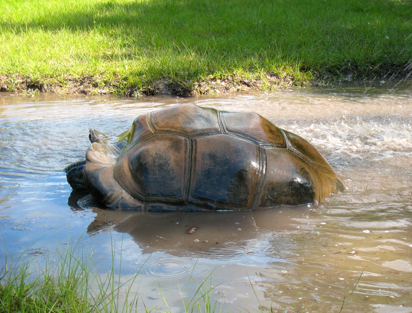 ALDABRA BREEDER