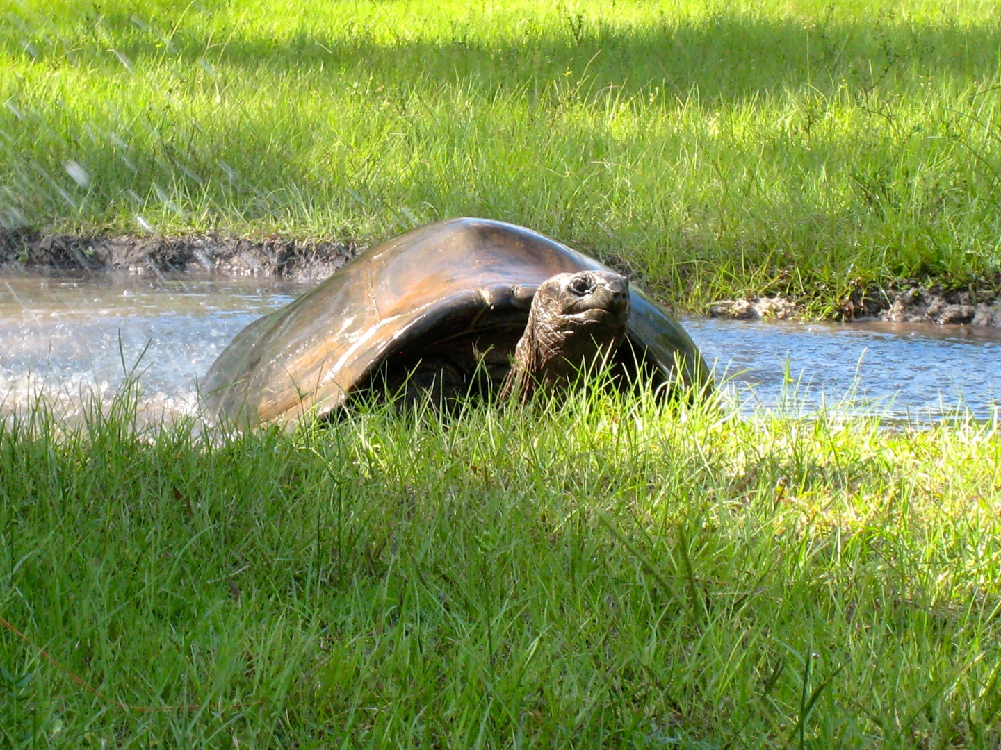 ALDABRA BREEDER