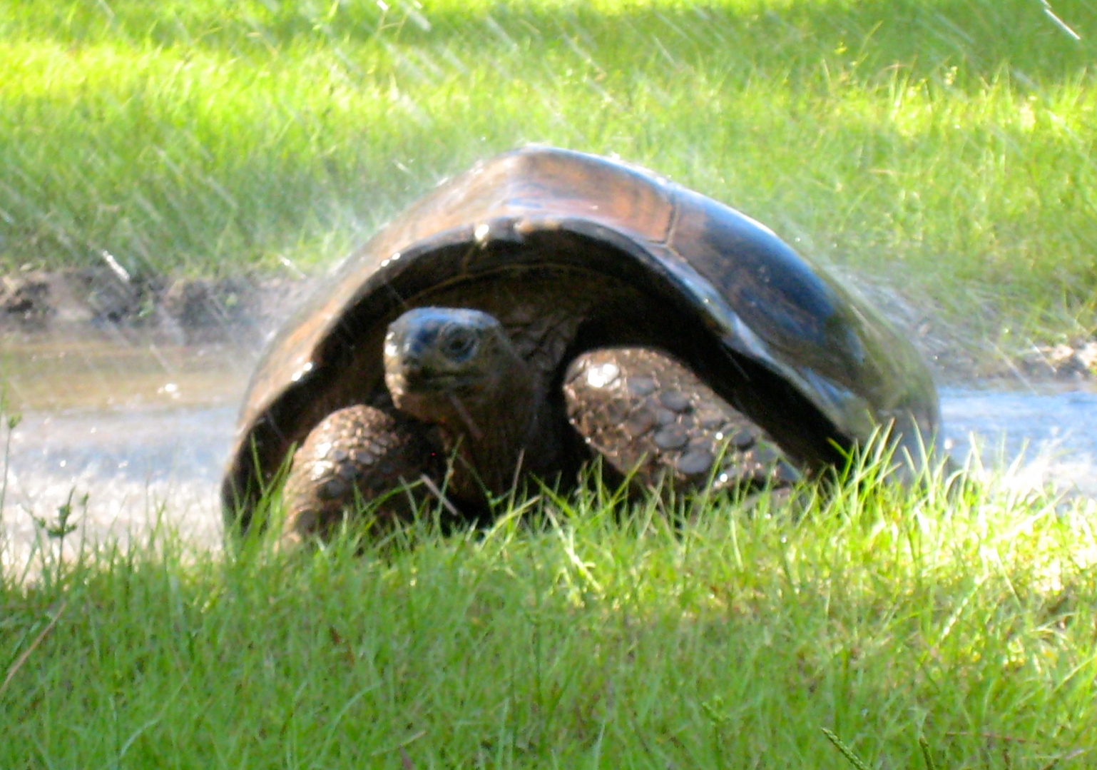 ALDABRA BREEDER